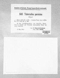 Tuberculina persicina image